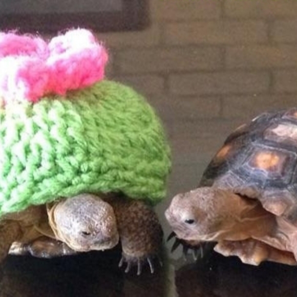 When your sister has sweater envy - Picture 1 of 1